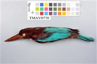 藏品(蒼翡翠)的圖片